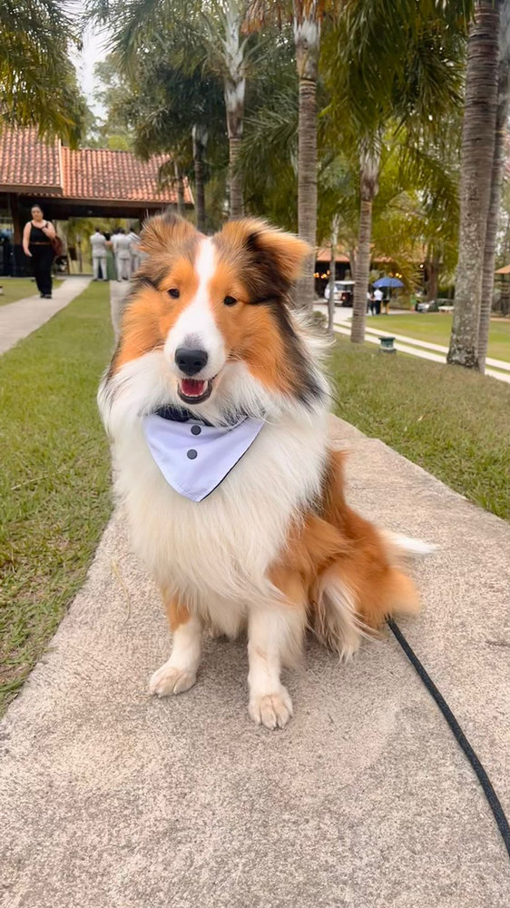 Cão vestido de pajem em cerimônia de casamento pet-friendly