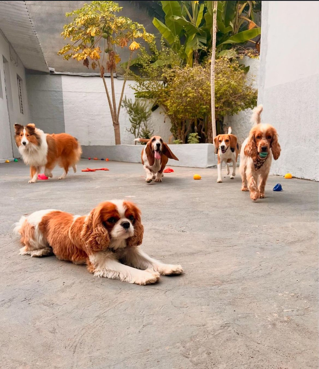 Cães descansando confortavelmente no hotel sem baias da Vida Caninna