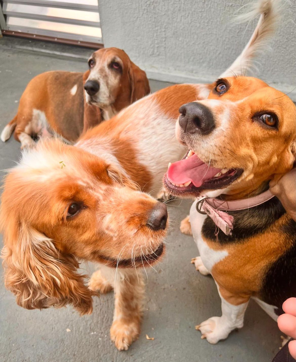 Cães hospedados no hotel para cães Vida Caninna enquanto os tutores viajam